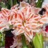 Amaryllis Double Dancing Queen -LeafJoy Shop 4106 amaryllis dancing queen