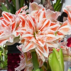 Amaryllis Double Dancing Queen