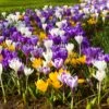 30 Crocus à Grandes Fleurs En Mélange -LeafJoy Shop 4116 crocus en m lange shutterstock 1893576856 t1000