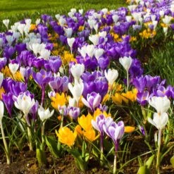 30 Crocus à Grandes Fleurs En Mélange