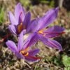Crocus Safran -LeafJoy Shop 4124 bulbes crocus safran pixabay 2828532 t1000