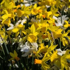 Narcisses De Rocailles Mélange Printanissimo -LeafJoy Shop 4161 4946 narcisses printanissimo type cyclamineus mix shutterstock 1935893959 t1000