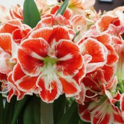 Amaryllis Rouge Samba