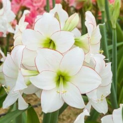 Amaryllis Blanc Picotee