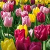 Tulipes Mélange Des Princes -LeafJoy Shop 4234 4962 tulipes m lange des princes deboer0043