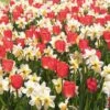 Assortiment Victoire : Narcisses + Tulipes -LeafJoy Shop 4236 4966 assortiment victoire