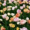 Assortiment Açores : Tulipes Doubles -LeafJoy Shop 4256 melange acores turc 1000