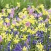 Assortiment Emma : Tulipes + Narcisses + Muscaris -LeafJoy Shop 4260 assortiment emma t1000