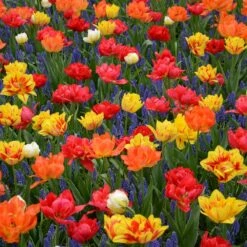 Assortiment Capri : Tulipes Doubles Hâtives + Muscaris