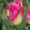 Tulipe Triomphe Tom Pouce -LeafJoy Shop 4269 tulipe triomphe tom pouce hd turc 2 t1000