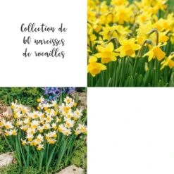 Collection De 60 Narcisses De Rocailles