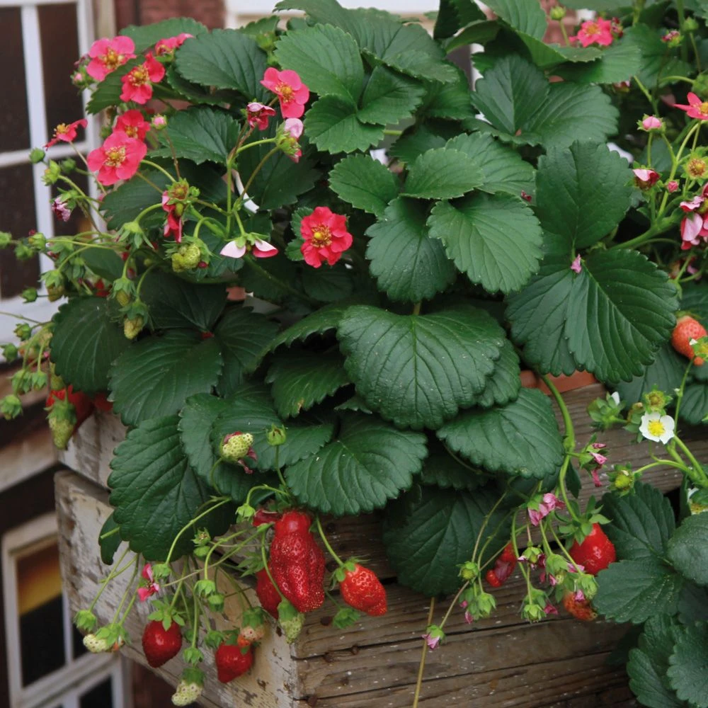 Fraisier Remontant Ruby Ann 3 Fraisier Remontant Ruby Ann