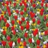 50 Bulbes Ambiance Crocus Et Tulipes -LeafJoy Shop 60 bulbes ambiance crocus tulipes