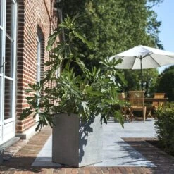 Figuier Nain FIGALITY ® 'Little Miss Figgy' Gamme FRUITALITY ®