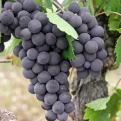 Vigne Fraise Fragola Isabella