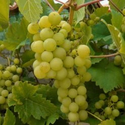 Vigne Fraise Fragola Noah