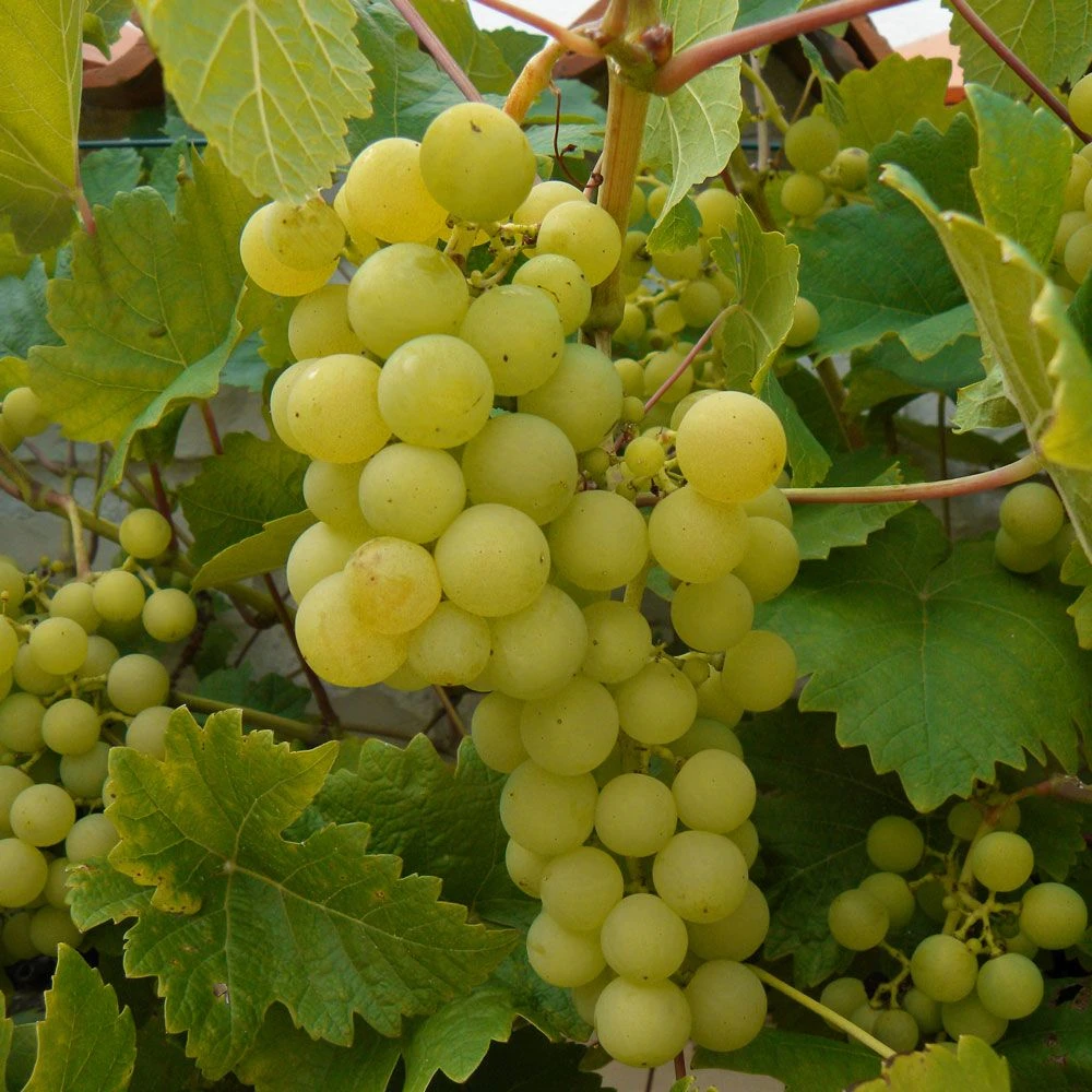 Vigne Fraise Fragola Noah 3 Vigne Fraise Fragola Noah