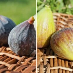 Collection De 2 Figuiers