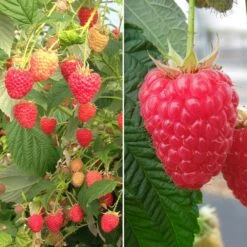 Collection De 2 Framboisiers Remontants