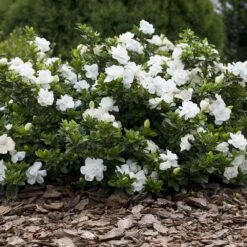 Gardénia Crown Jewel -LeafJoy Shop 8002a gard nia crown jewel taille1000 ho