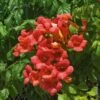 Bignone Ou Campsis X Tagliabuana 'Madame Galen' -LeafJoy Shop 8016 campsis madame galen taille1000 ho