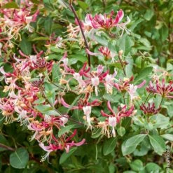 Chèvrefeuille Du Japon Ou Lonicera Japonica 'Chinensis' -LeafJoy Shop 8019 ch vrefeuille japonica chinensis taille1000 ho