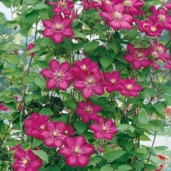 Clématite Ou Clematis X 'Ville De Lyon'