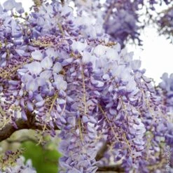 Glycine De Chine Ou Wisteria Sinensis -LeafJoy Shop 8037 glycine sinensis bleu taille1000 ho 3