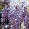 Glycine De Chine Ou Wisteria Sinensis -LeafJoy Shop 8037a glycine sinensis bleu t1000 3
