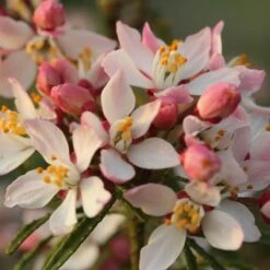 Oranger Du Mexique, Choisya Ternata 'Apple Blossom' -LeafJoy Shop 8042a choisya ternata apple blossom t1000 1