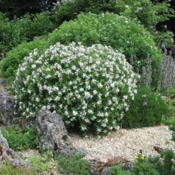 Daphné Eternal Fragrance -LeafJoy Shop 8044 daphn eternal fragrance taille1000 ho