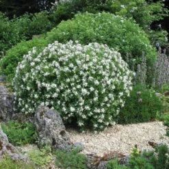 Daphné Eternal Fragrance -LeafJoy Shop 8044 daphn eternal fragrance taille1000 ho 1