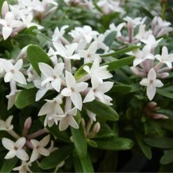 Daphné Eternal Fragrance -LeafJoy Shop 8044a daphn eternal fragrance t1000