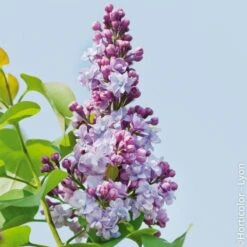 Lilas Commun Double Michel Buchner