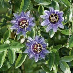 Passiflore Purple Haze 7 Passiflore Purple Haze -LeafJoy Shop 8071 passiflore purple haze t1000