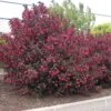 Weigelia Alexandra -LeafJoy Shop 8073 weigelia alexandra t1000