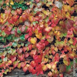 Vigne Vierge Parthenocissus Tricuspidata 'Veitchii'