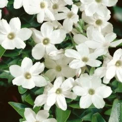 Jasmin Officinal, Jasmin Blanc, Vrai Jasmin Ou Jasminum Officinale -LeafJoy Shop 8084a jasmin officinal