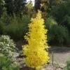 Arbre Aux Quarante écus Ou Ginkgo Biloba 'Blagon' -LeafJoy Shop 8087 ginko biloba blagon t1000