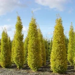 Arbre Aux Quarante écus Ou Ginkgo Biloba 'Blagon' -LeafJoy Shop 8087a ginko biloba blagon t1000