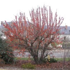 Pommier à Fleurs Ou Malus X PERPETU ® 'Evereste' -LeafJoy Shop 8102 9 sel malus evereste fruits novembre 300 1000