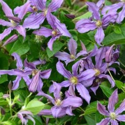 Clématite Arbustive SAPHYRA ® Estrella -LeafJoy Shop 8121 34 clematis saphyra estrella jardin 11juin15 14 copyright sapho t1000