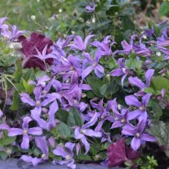 Clématite Arbustive SAPHYRA ® Estrella -LeafJoy Shop 8121 40 clematis saphyra estrella 28juin15 copyright sapho t1000