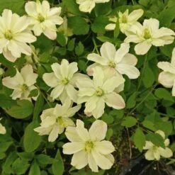 Clématite Montana STARLET ® White Perfume -LeafJoy Shop 8172 clematis montana starlet white perfume hyflet copyright pepi travers 2 t1000