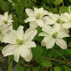 Clématite Montana STARLET ® White Perfume -LeafJoy Shop 8172 clematis montana starlet white perfume hyflet copyright pepi travers t1000