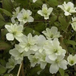 Clématite Montana STARLET ® White Perfume -LeafJoy Shop 8172 clematite montana starlet white perfume hyflet 54 copyright pepi travers t1000