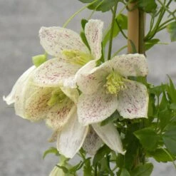 Clématite Cireuse Winter Parasol