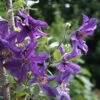 Clématite Arbustive SAPHYRA ® Violetta -LeafJoy Shop 8175 clematis saphyra violetta cleminov32 copyright saphot1000