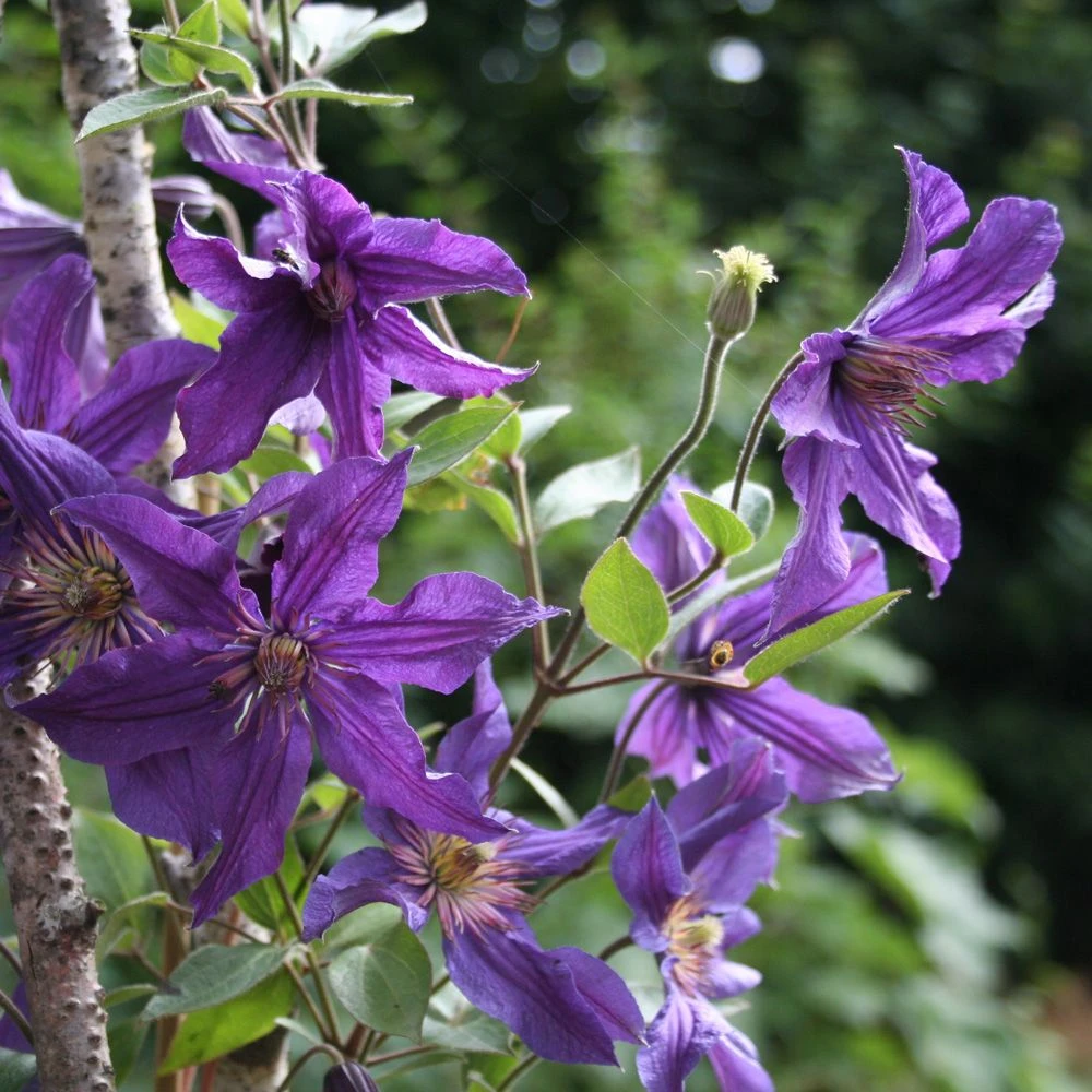 Clématite Arbustive SAPHYRA ® Violetta 3 Clématite Arbustive SAPHYRA ® Violetta