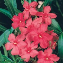 Laurier-rose Ou Nerium Oleander Italia